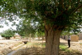 درخت کهنسال سردار