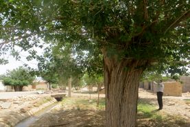 درخت کهنسال سردار