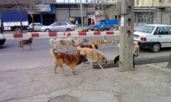 90 مصدوم گاز گرفته شده توسط سگ به دنبال تعیین خسارت 