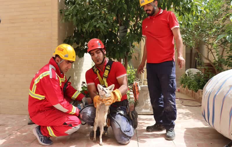 نجات 2 روباه در خیابان چهارباغ پایین 