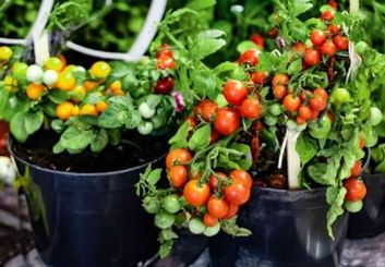آموزش صفر تا صد کاشت گوجه‌فرنگی+ نکات طلایی مراقبت و برداشت