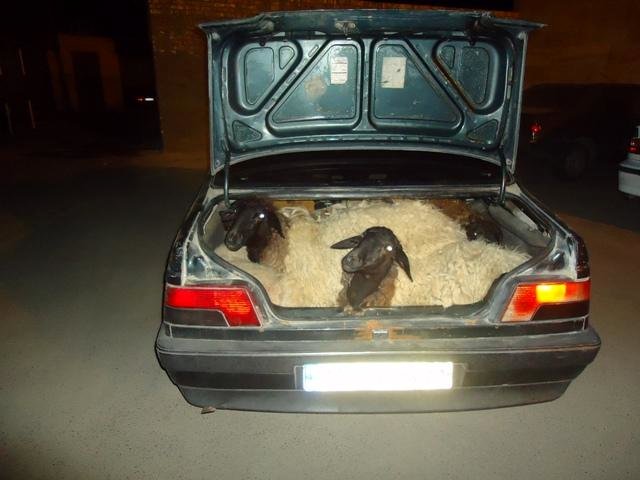 سارقان احشام خمینی شهر به دام پلیس افتادند