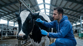 نشست ۵ ساعته در اتاق جنگ دامپزشکی؛ مقابله با ویروسی که ۵ برابر کرونا قدرت سرایت دارد!